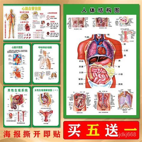 身體部位圖|人體內臟解剖圖最全整理，教你零基礎學好內科學！